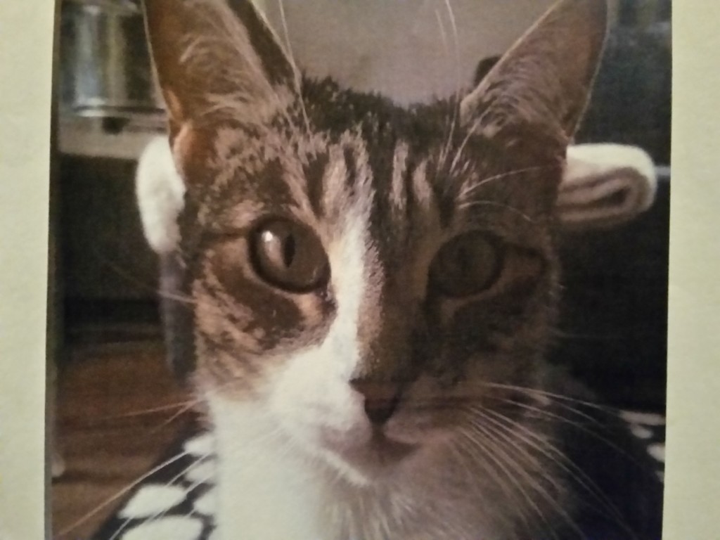 Katze Alice ist entlaufen
